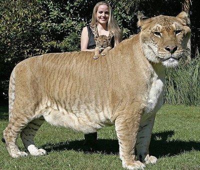 самая большая кошка.jpg